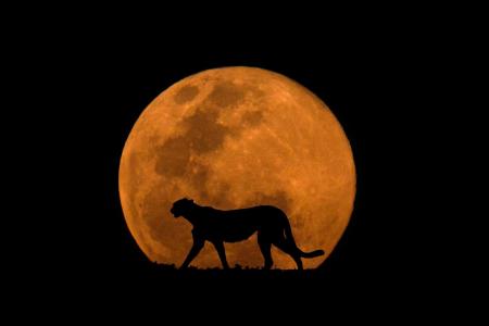 猎豹，月亮，自然