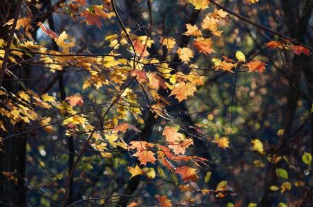 秋天，森林，树枝，树叶