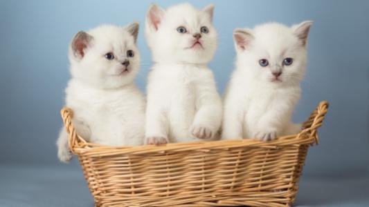 三只，白色，蓝眼睛，小猫，在，篮子里