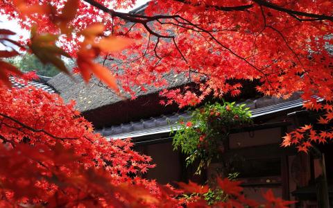 秋天，日本，树，叶子，红色