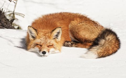睡觉，狐狸，雪，睡觉