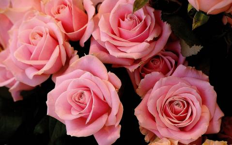 玫瑰，芽，粉红色
