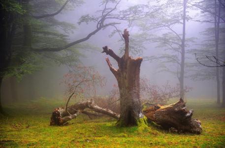 森林，自然，树，雾