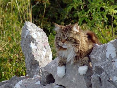 猫，猫，缅因州浣熊，石头