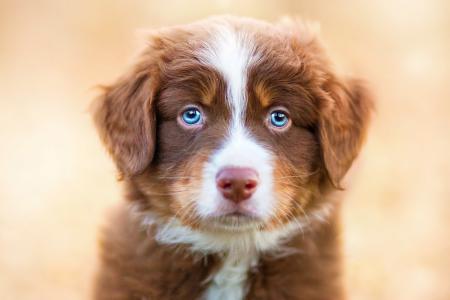 狗，动物，看，小狗，蓝色的眼睛，性质