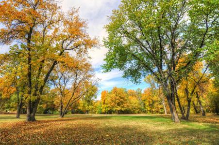 秋天，树木，公园，景观