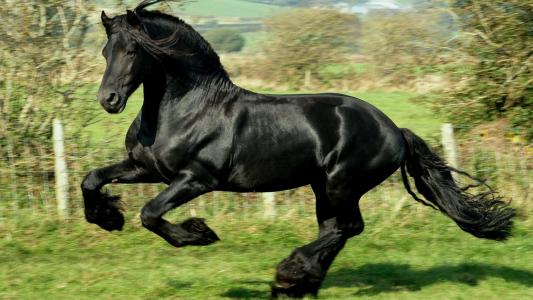 品种，黑马，跑步