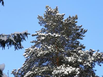 冬天，霜，松树