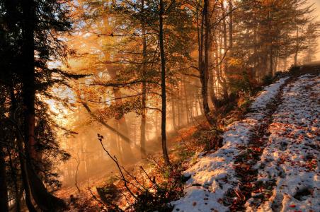 森林，秋天，山，雾，树，景观