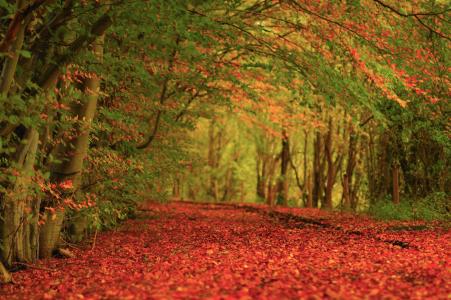 树，叶子，秋天，地毯，性质