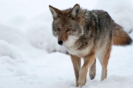狼，捕食者，冬天，雪