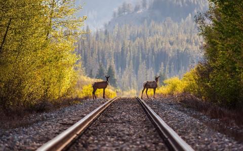 鹿，森林，铁路，铁路