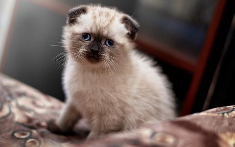 可爱，小猫，蓝色的眼睛