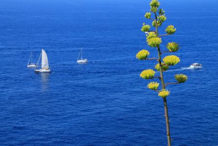 海，船舶，帆船，树，景观