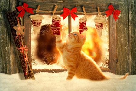 小猫，红发，袜子，窗户，雪