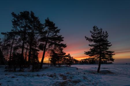 瑞典，瑞典，日落，树木，雪，冬天