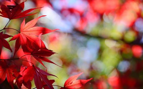 性质，叶子，叶子，红色，秋天