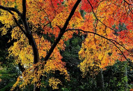 秋天，树叶，树木，县，京都，日本，京都，日本，秋天