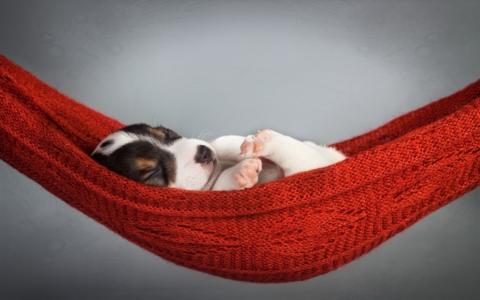 小，小狗，梦想，红色，吊床
