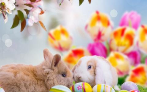 两个，复活节，兔子，染色，鸡蛋，鲜花。