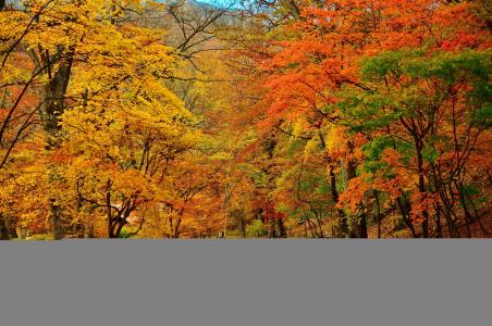 秋天，公园，树木，道路