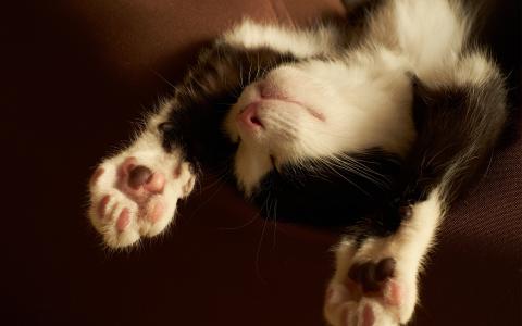 睡觉，黑色和白色，爪子，小猫