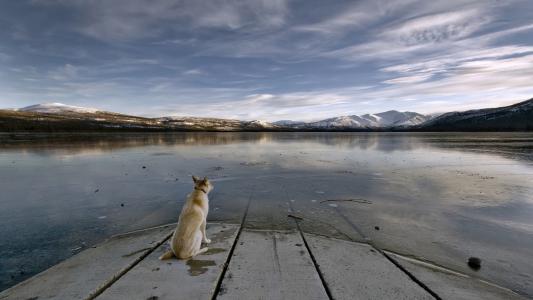 狗，湖，山背后