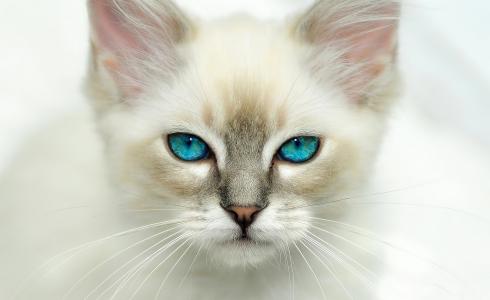 猫，看，蓝眼睛，猫