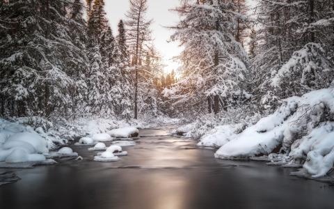 冬天，河，树，雪，性质，木材