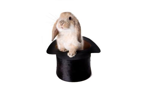 兔子，帽子