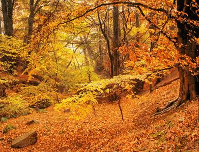 森林，树木，秋季，景观，性质