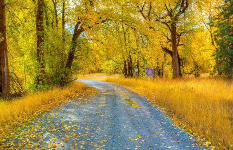 秋天，森林，树木，路，景观