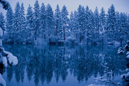 湖，冬天，树，景观
