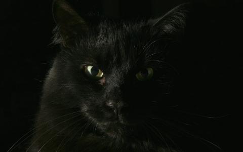 黑猫，黑色的背景