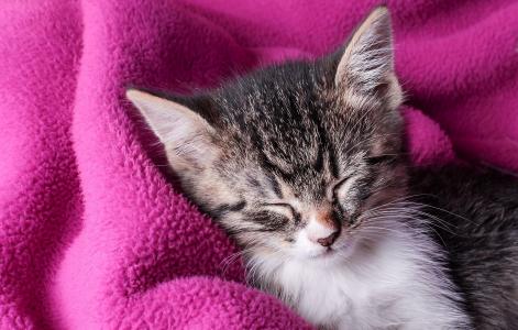小猫，睡眠者，梦想，地毯