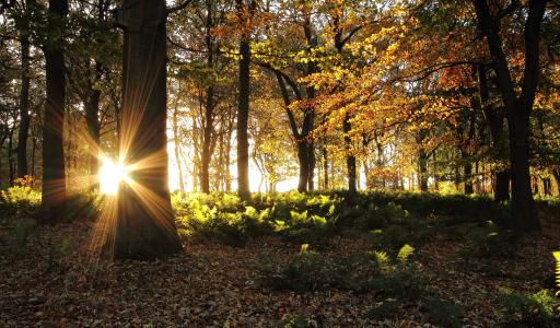 秋天，光线，太阳，森林，树木
