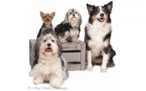 狗，哈瓦那比熊，约克夏犬，澳大利亚牧羊犬，盒