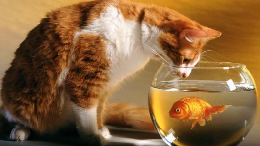 一只水族馆的鱼，一只猫