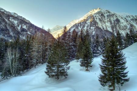 山，奥地利，阿尔卑斯山，树木，云杉，雪