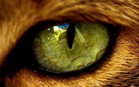 猫眼，美丽，神秘
