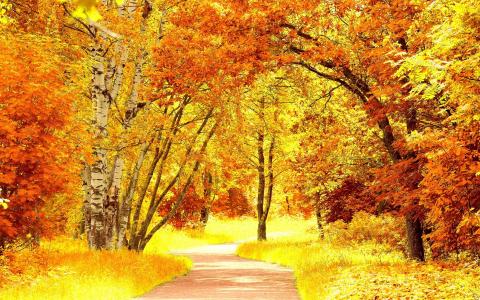 秋天的颜色，道路，树木，秋天