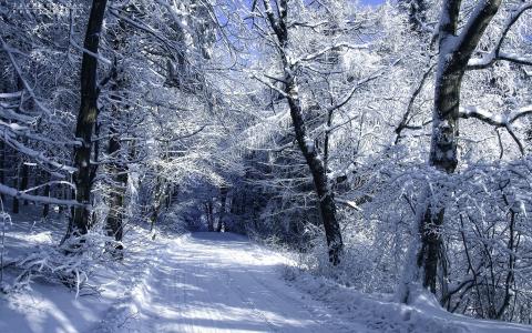 雪，冬天，路，森林