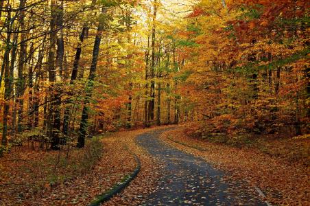 道路，秋季，树木，森林，自然，景观
