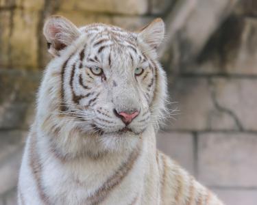 白虎，老虎，野猫，捕食者，枪口，肖像，动物园