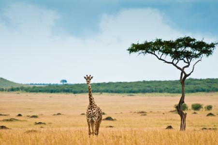 长颈鹿，非洲，大草原