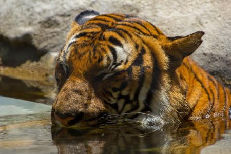 老虎，野猫，捕食者，枪口，洗澡，池塘