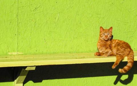 红色，猫，长凳，绿色，墙壁