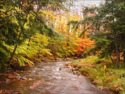 秋天，森林，树木，河流，自然