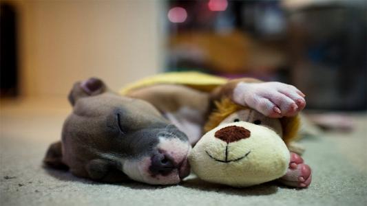 小狗，玩具，睡觉