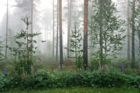 森林，树木，雾，景观